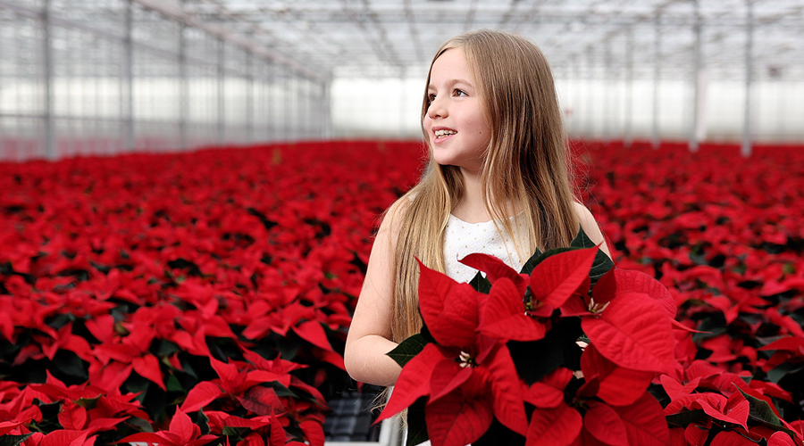 SuperValu Irish Poinsettias