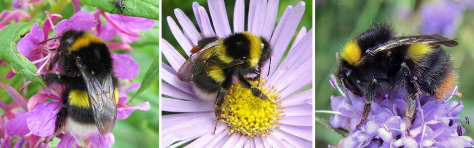 Biodiversity