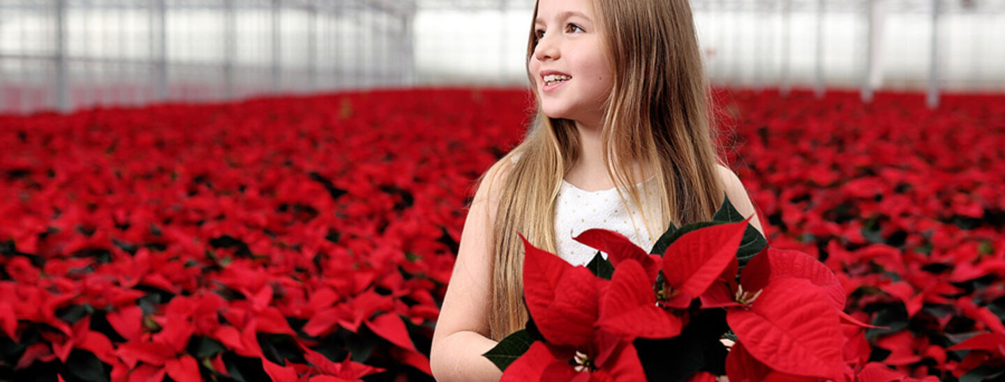 SuperValu Irish Poinsettias