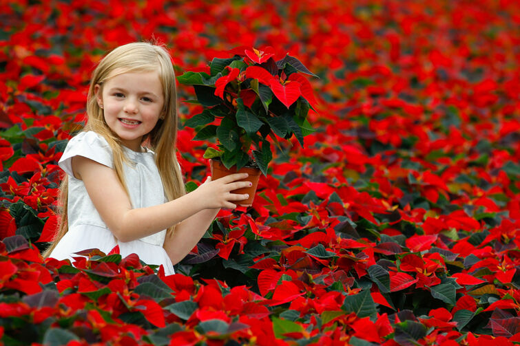 SuperValu Poinsettias
