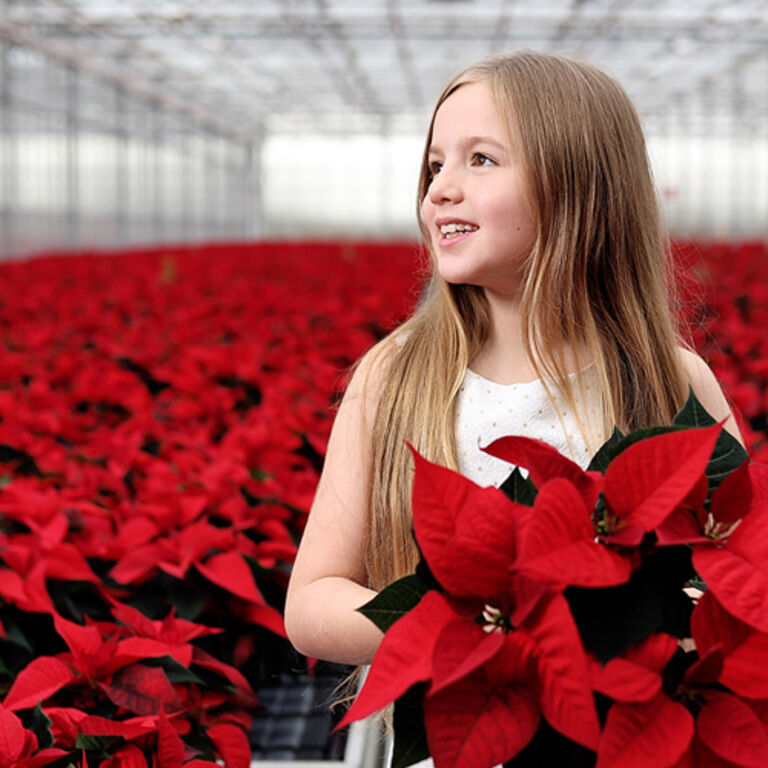 SuperValu Irish Poinsettias
